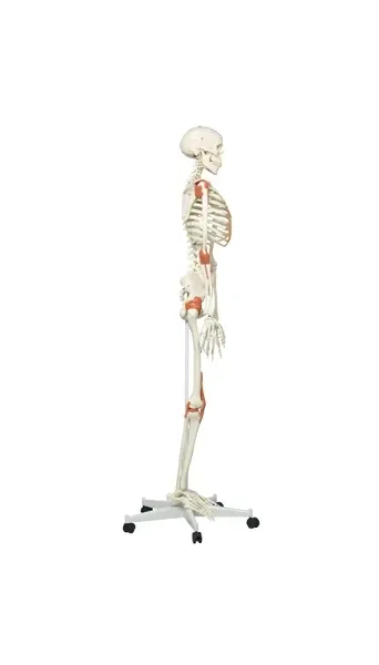 Fabrication Enterprises - 12-4502 - Anatomical Model - Leo the ligament skeleton on roller stand