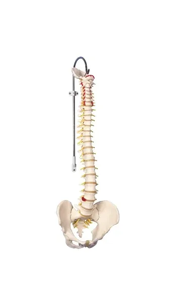 Fabrication Enterprises - 12-4536 - Anatomical Model - flexible spine, didactic
