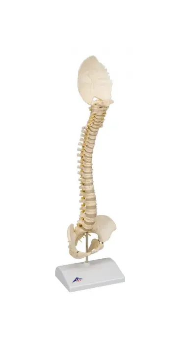 Fabrication Enterprises - 12-4545 - Anatomical Model - pediatric spine (BONElike)