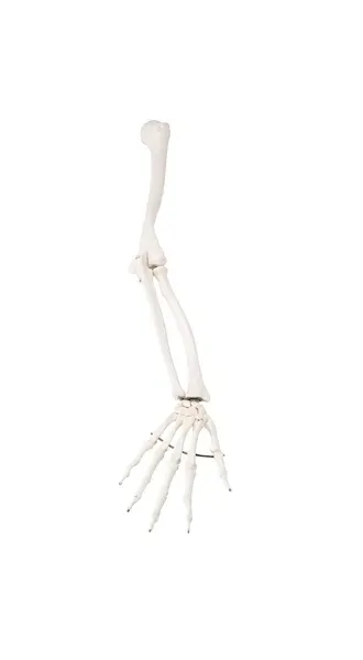Fabrication Enterprises - 12-4582R - Anatomical Model - loose bones, arm skeleton, right (wire)