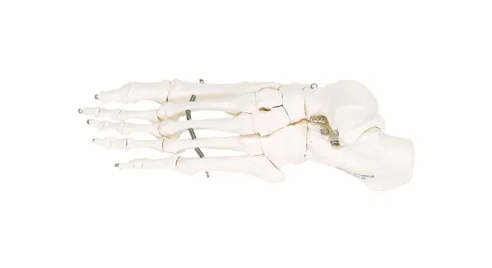 Fabrication Enterprises - 12-4584L - Anatomical Model - loose bones, foot skeleton, left (wire)