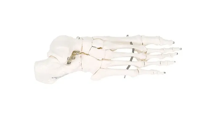 Fabrication Enterprises - 12-4584R - Anatomical Model - loose bones, foot skeleton, right (wire)