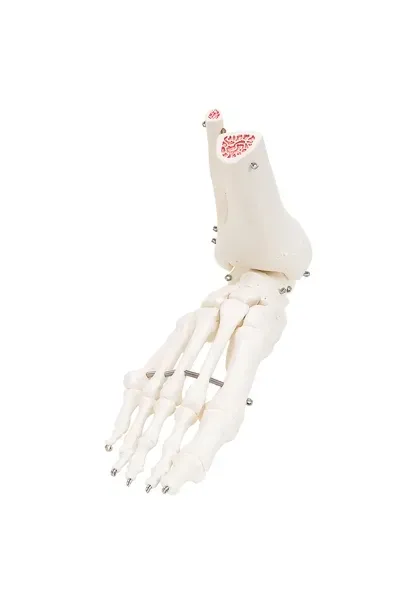 Fabrication Enterprises - 12-4587R - Anatomical Model - loose bones, leg skeleton with hip, right (wire)