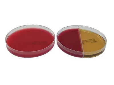 Hardy Diagnostics - AnaeroGRO - AG312 - Pre-reduced Culture Media AnaeroGRO Brucella with Hemin and Vitamin K / Bacteroides Bile Esculin Agar / Phenylethanol Agar Biplate Bi-Plate Format