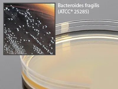 Hardy Diagnostics - G05 - Prepared Media Bacteroides Bile Esculin Agar Mono-Plate Format