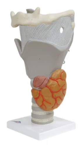 Fabrication Enterprises - From: 12-4569 To: 12-4575 - Anatomical Model functional larynx (2.5x size)