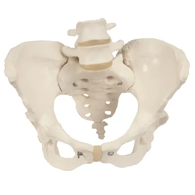 Fabrication Enterprises - From: 12-4592 To: 12-4599 - Anatomical Model Pelvic Skeleton, female, with movable femur heads