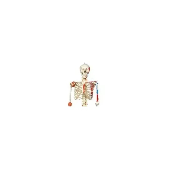 American 3B Scientific - From: A13 To: A13/1 - Super Skeleton Sam, on hanging