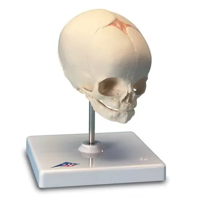 American 3B Scientific - From: A25 To: A26 - Fetal Skull, on stand
