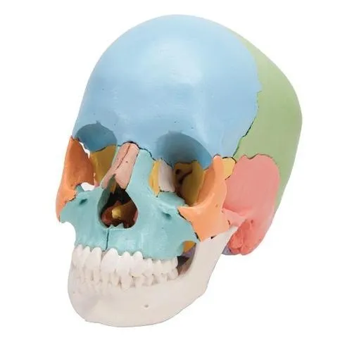 American 3B Scientific - From: A290 To: A291 - Skull Kit