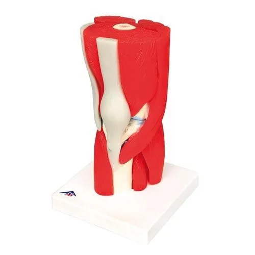 American 3B Scientific - From: A881 To: A883 - Knee Joint, 12 Part