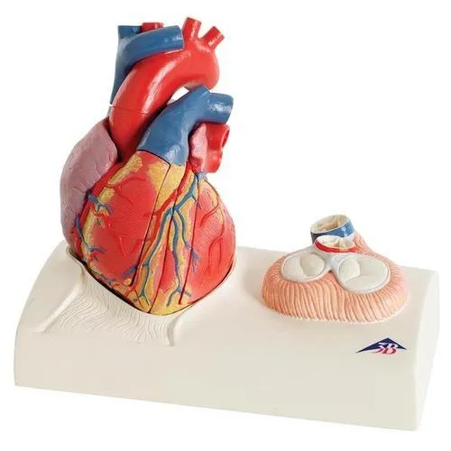 American 3B Scientific - From: G01 To: G01/1 - Heart model 5 part on base