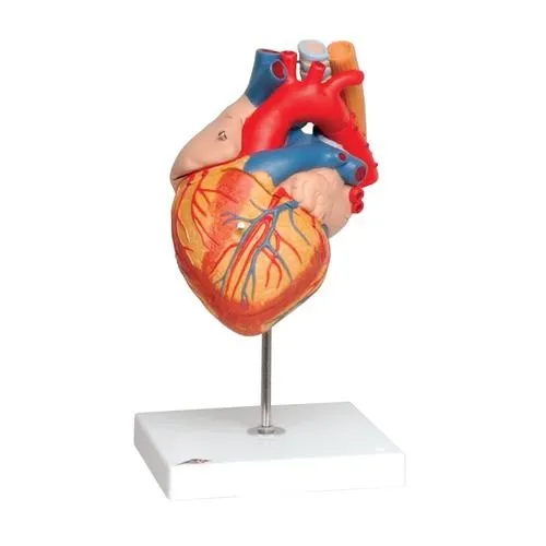 American 3B Scientific - From: G05 To: G06 - Heart with Bypass, 2 times