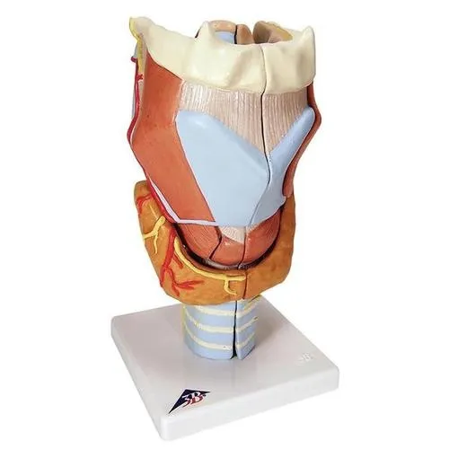 American 3B Scientific - From: G21 To: G22 - Larynx, 2 times full size,