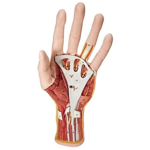 American 3B Scientific - From: M18 To: M19 - Internal Hand Structure Model,