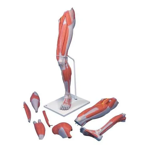 American 3B Scientific - From: M20 To: M21 - Muscular Leg, 7 part