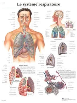 American 3B Scientific - From: VR2322L To: VR2322UU - Le syst&egrave;me respiratoire Chart_FR_L