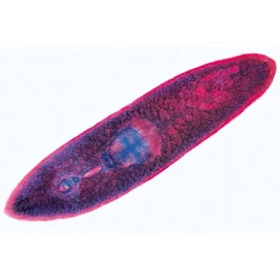 American 3B Scientific - W13001F - Protozoa - French Slides