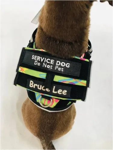 BrilliantK9 - From: LUPESD To: LUTOSD - Lucy Service Dog