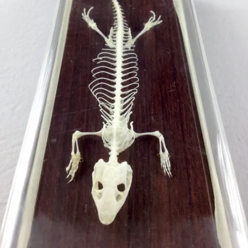 C&A Scientific - 51007 - Lizard Skeleton