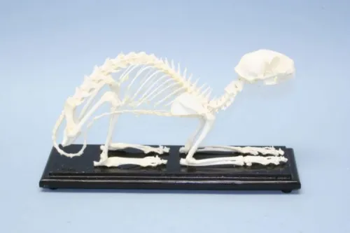 C&A Scientific - 51009 - Cat Skeleton
