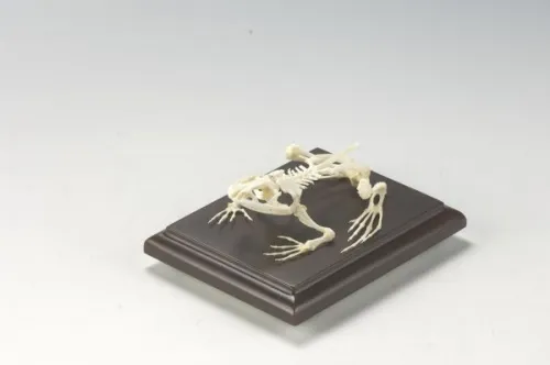 C&A Scientific - 51011 - Bullfrog Skeleton