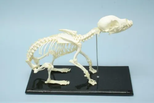 C&A Scientific - 51014 - Dog Skeleton