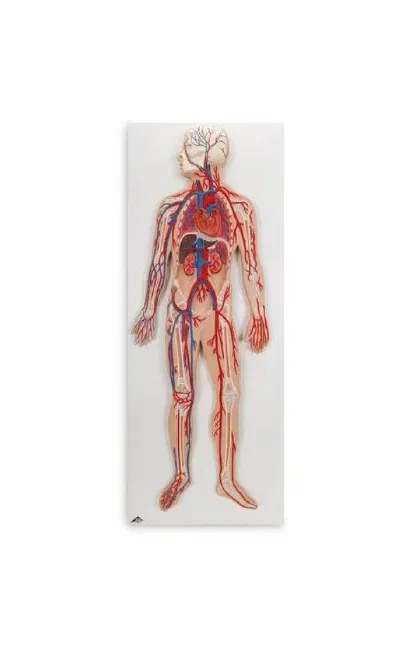 Nasco - American 3b Scientific - Sb41436 - Circulatory System American 3b Scientific