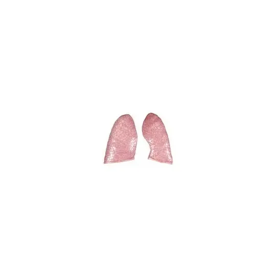 American 3B Scientific - From: XB031 To: XB033 - B20/B22: Lungs, 2 pieces